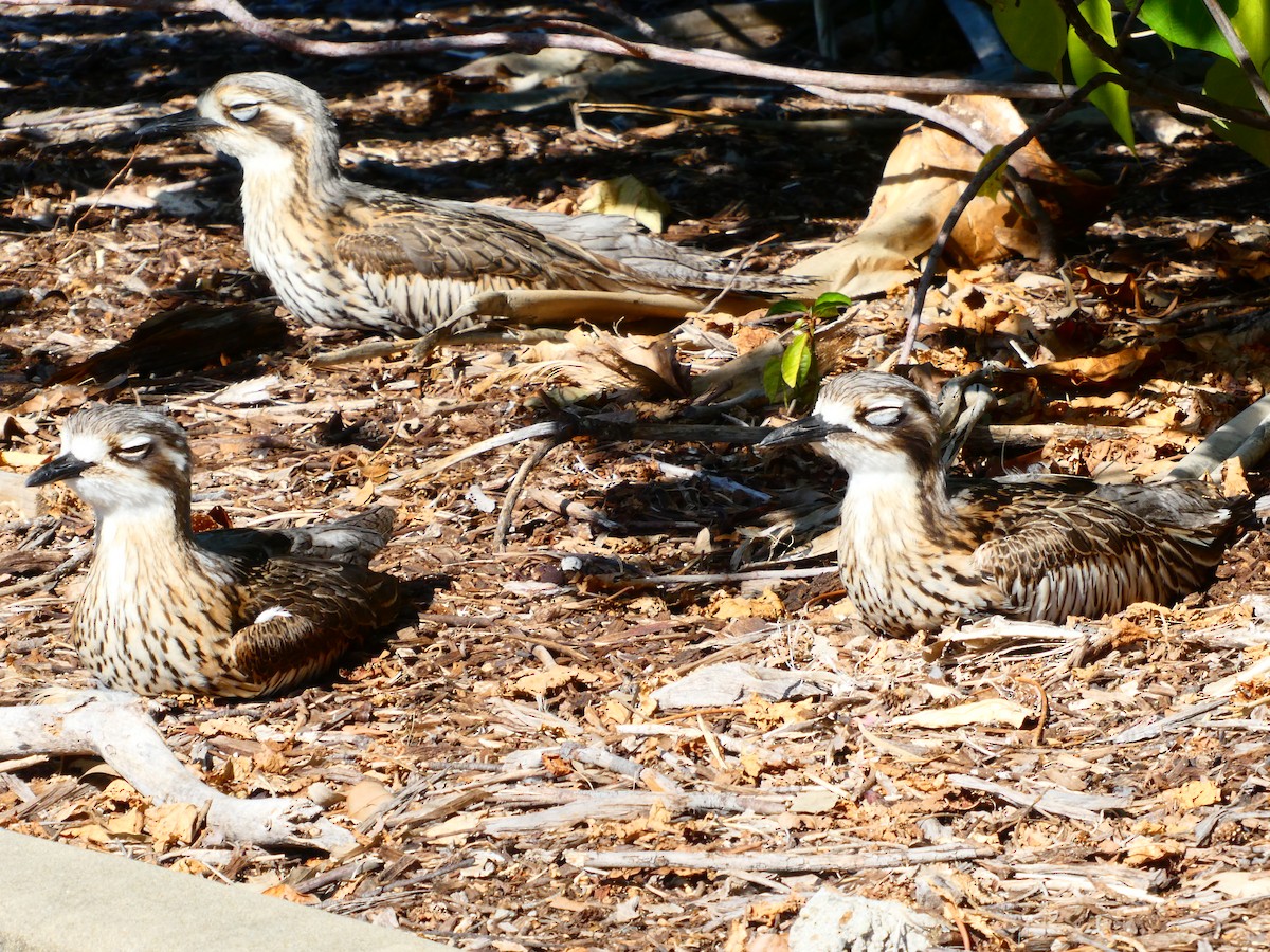 Bush Thick-knee - Lev Ramchen