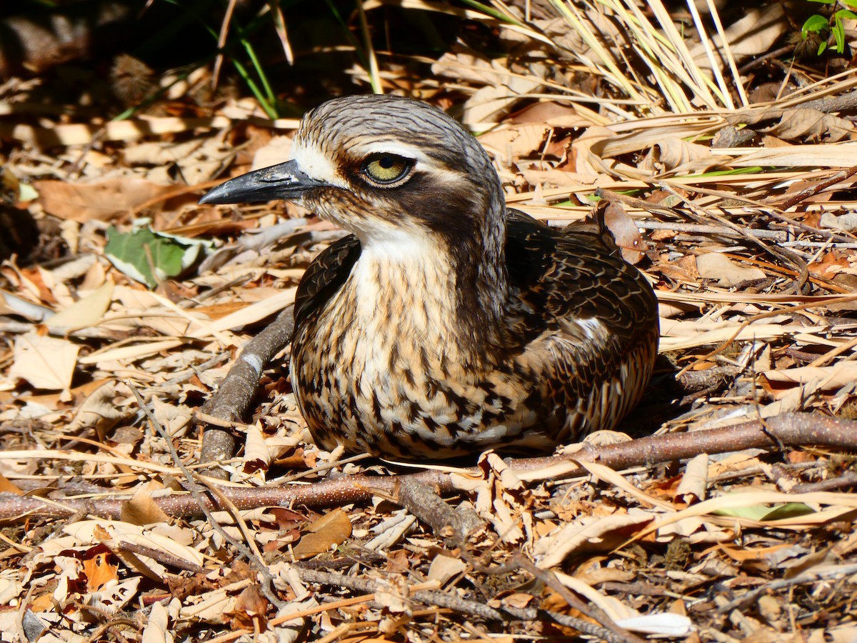 Bush Thick-knee - ML600489181