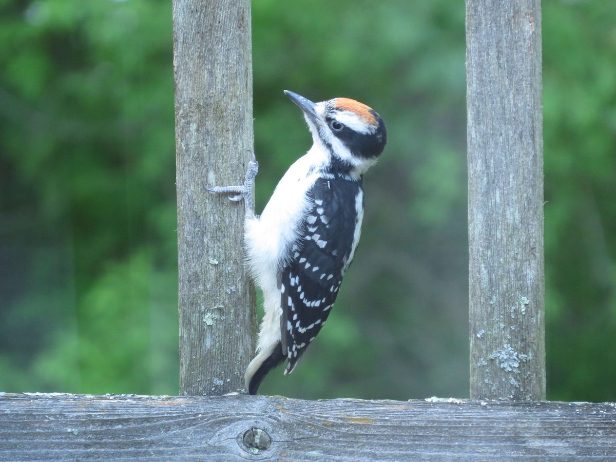Hairy Woodpecker - Robin Maercklein