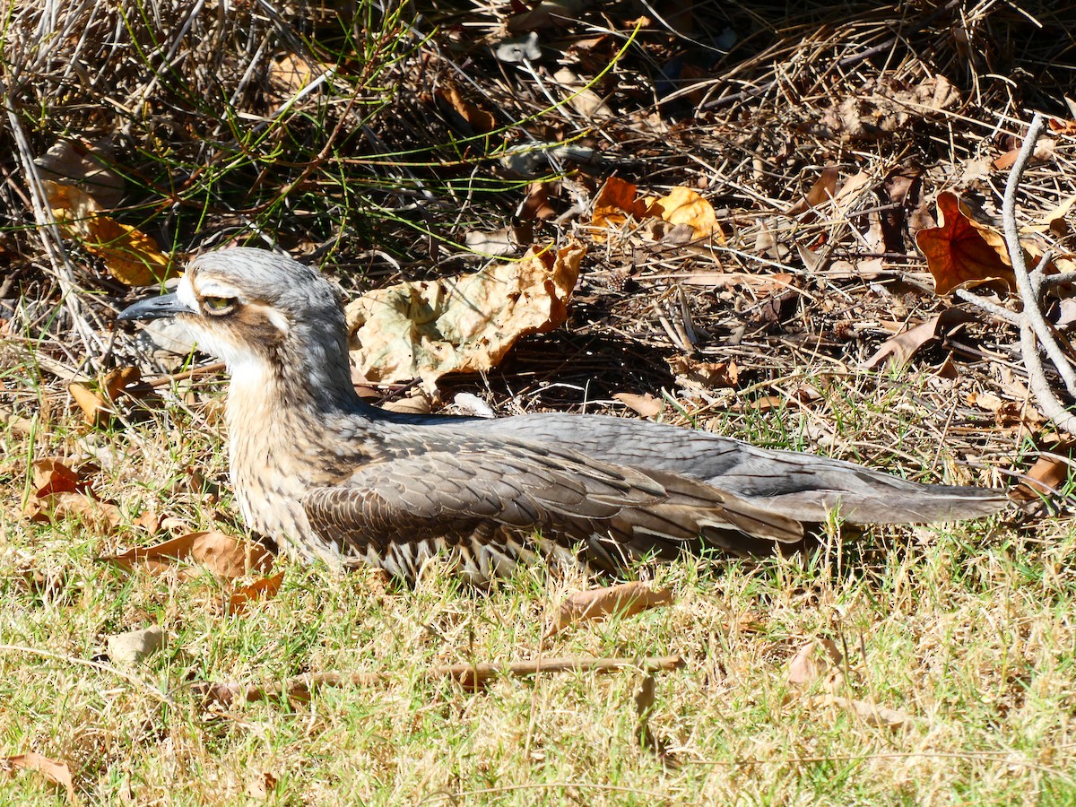 Bush Thick-knee - Lev Ramchen