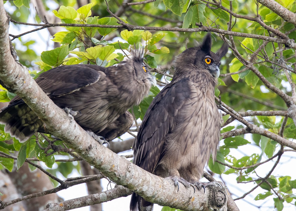 Dusky Eagle-Owl - ML600491811