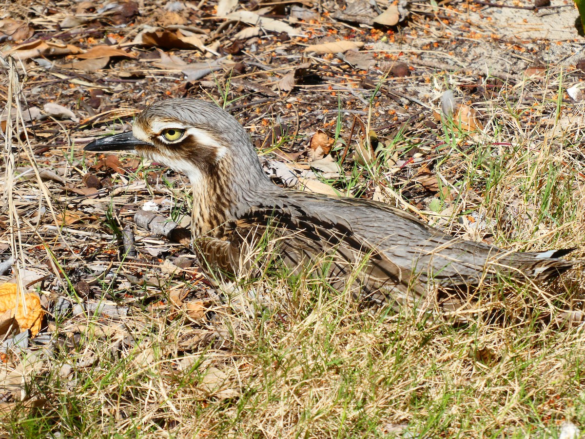 Bush Thick-knee - ML600491831