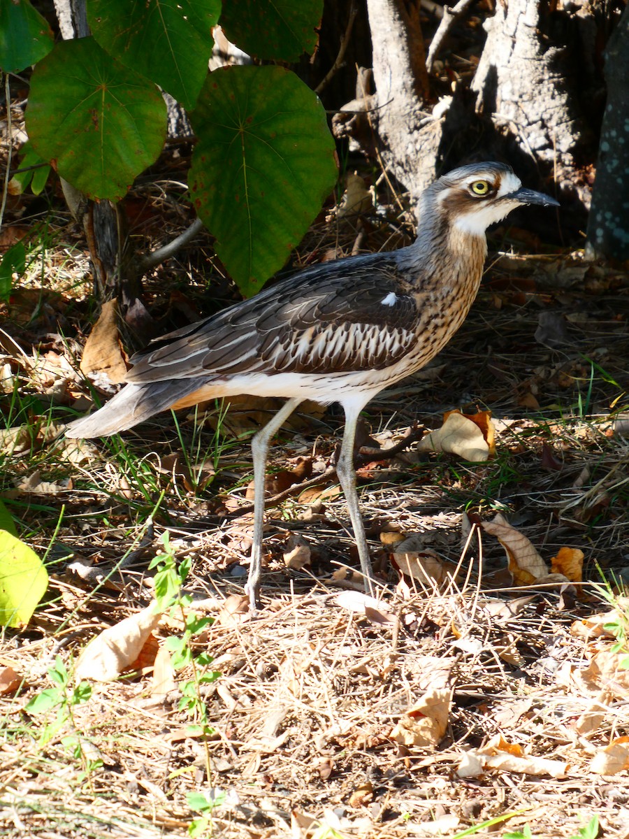 Bush Thick-knee - ML600492101