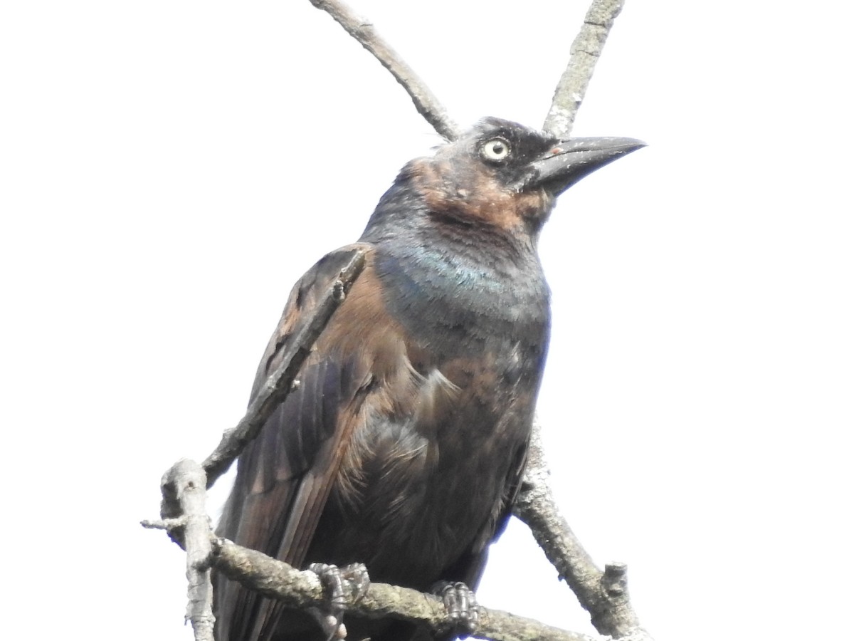 Common Grackle - ML600493081