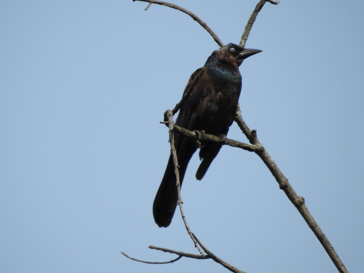 Common Grackle - ML600493141