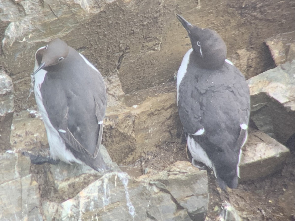 Thick-billed x Common Murre (hybrid) - ML600493511