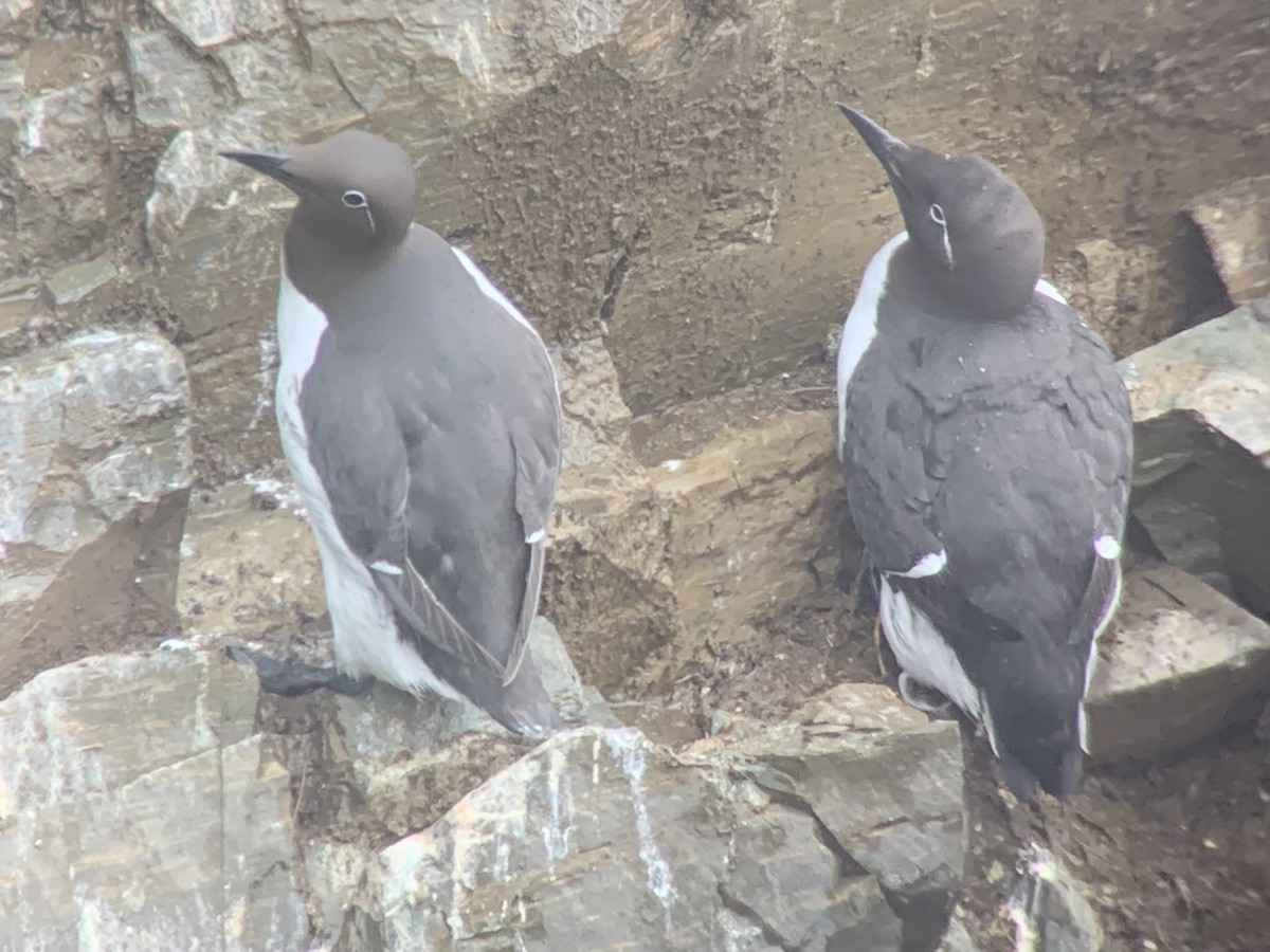 Thick-billed x Common Murre (hybrid) - ML600493531