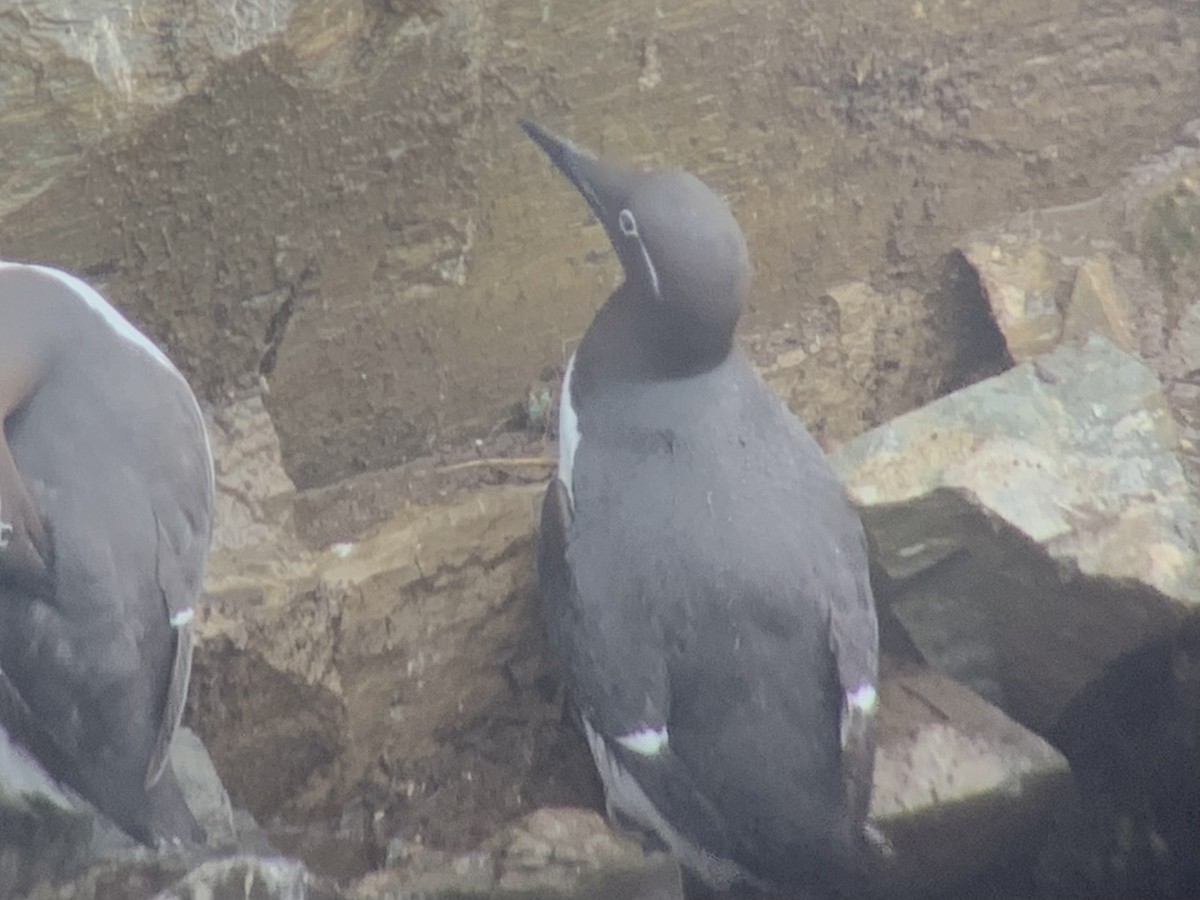 Thick-billed x Common Murre (hybrid) - ML600493541