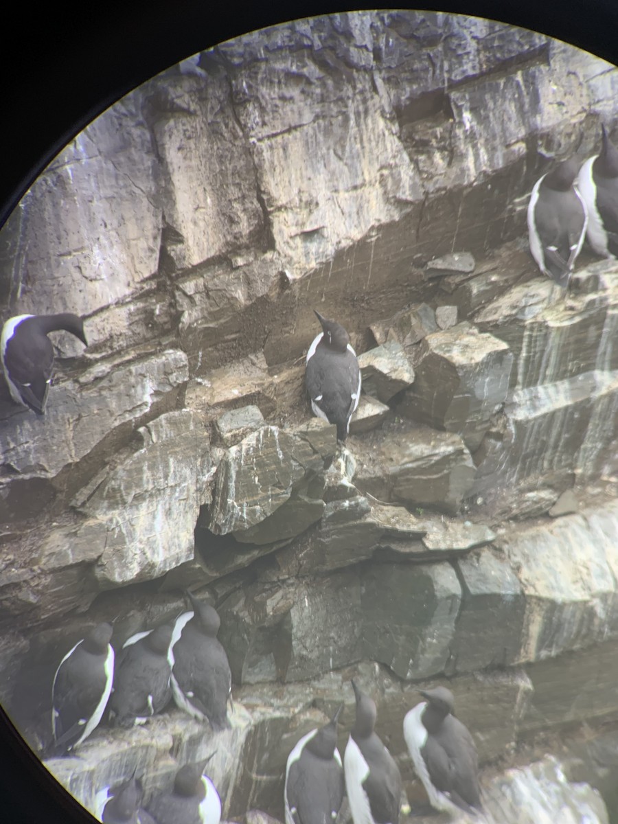 Thick-billed x Common Murre (hybrid) - ML600493551