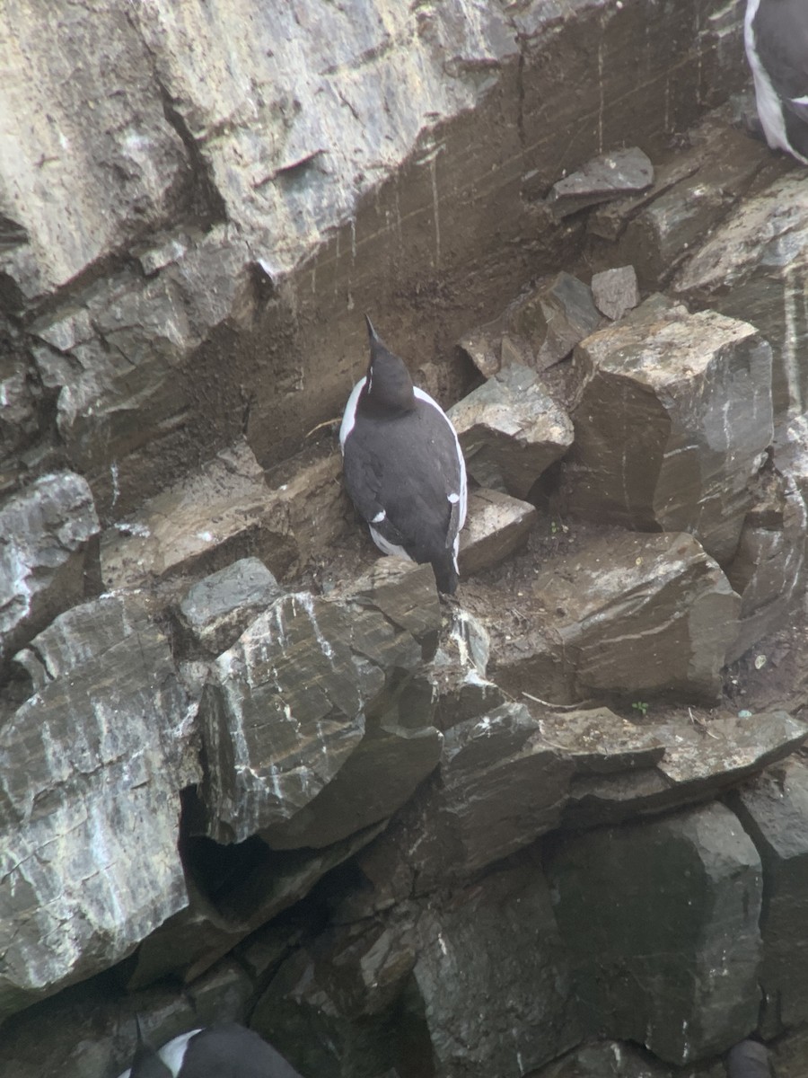 Thick-billed x Common Murre (hybrid) - ML600493561