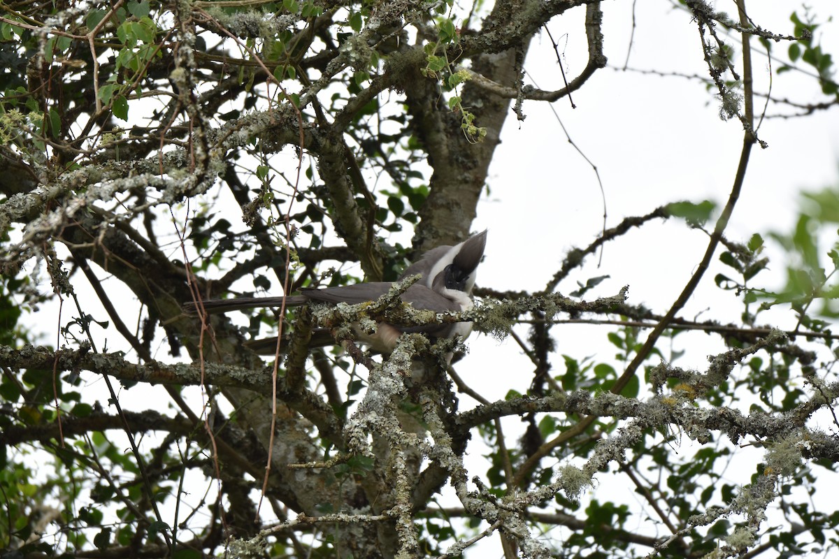 Bare-faced Go-away-bird (Black-faced) - ML600493651