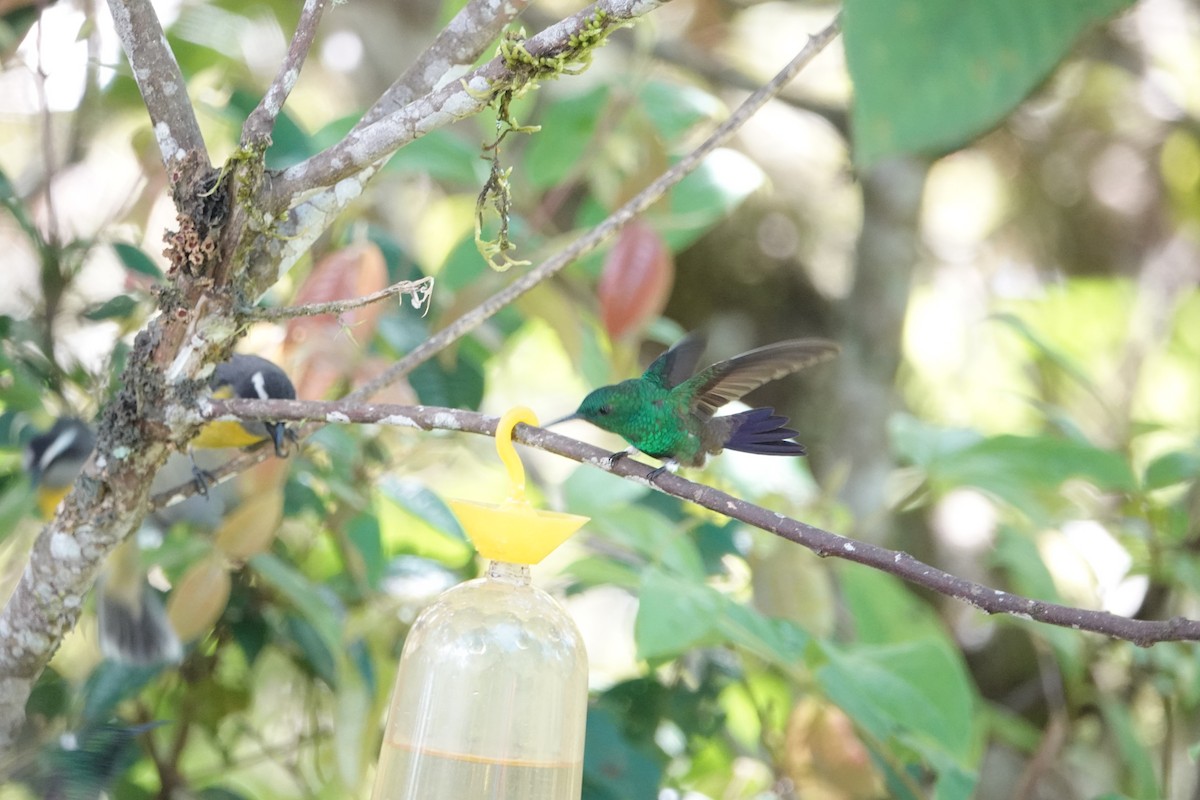 Green-bellied Hummingbird - Andy Beiderman