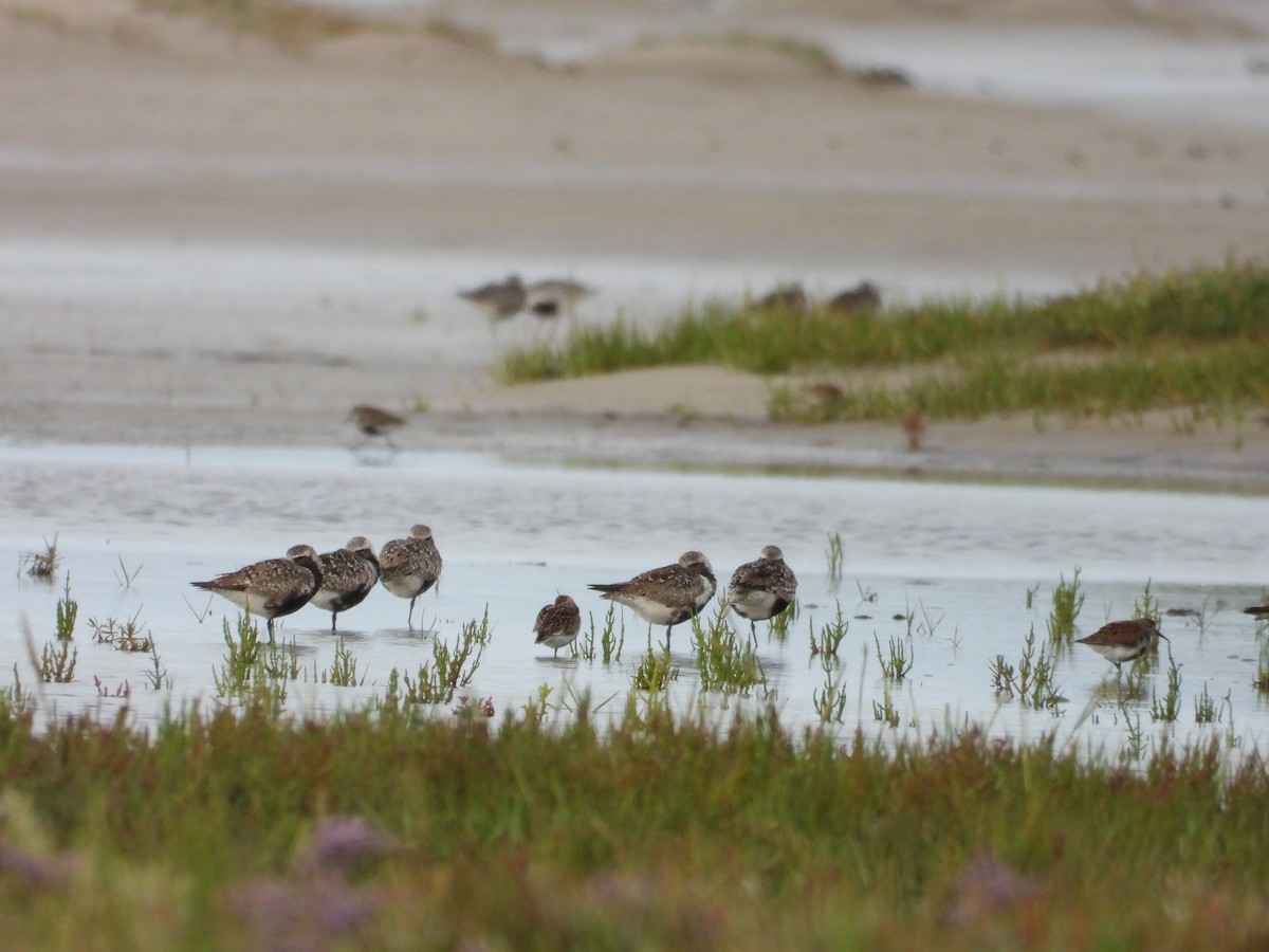 Black-bellied Plover - ML600493871