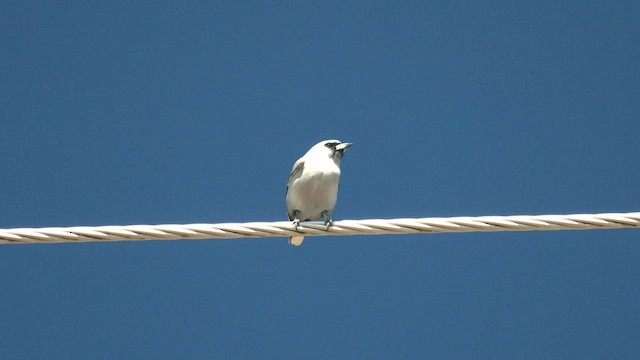 Black-faced Woodswallow - ML600493941