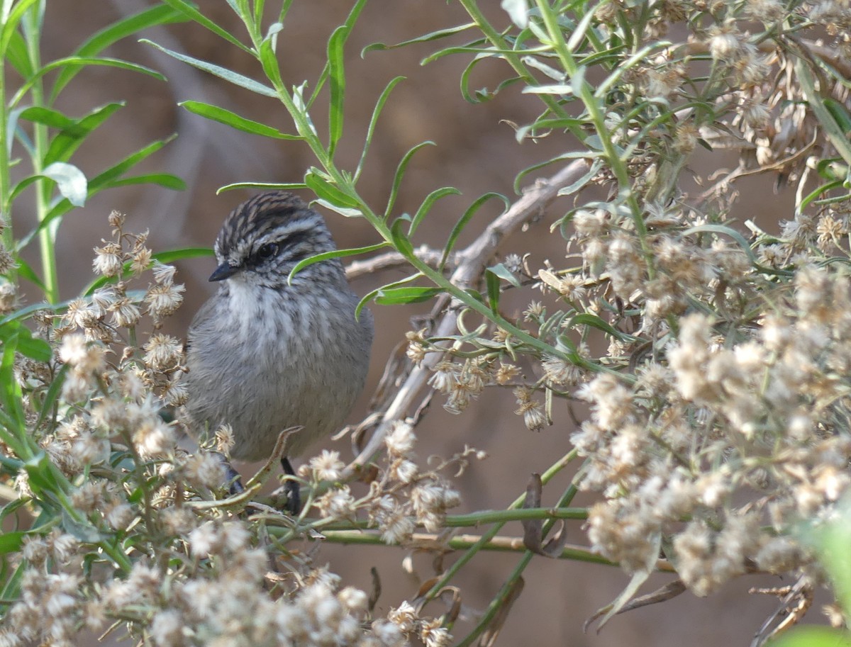 Plain-mantled Tit-Spinetail - joaquin vial