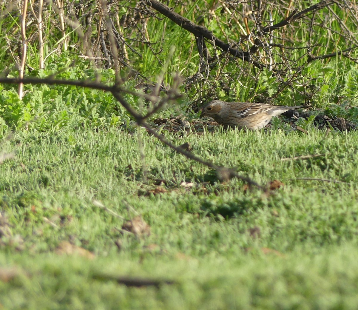 Mourning Sierra Finch - ML600495261