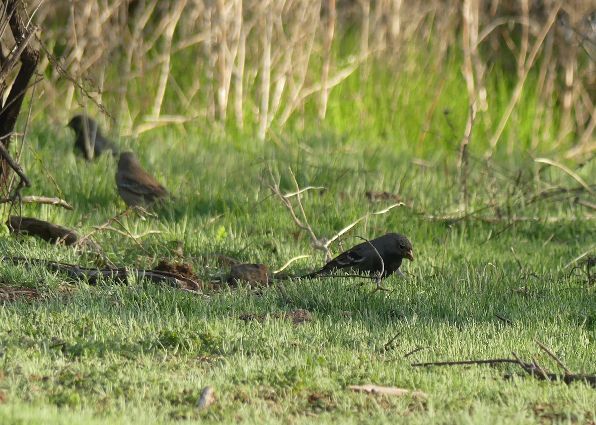 Mourning Sierra Finch - ML600495271