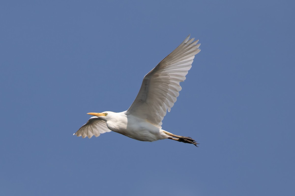 Western Cattle Egret - ML600495411