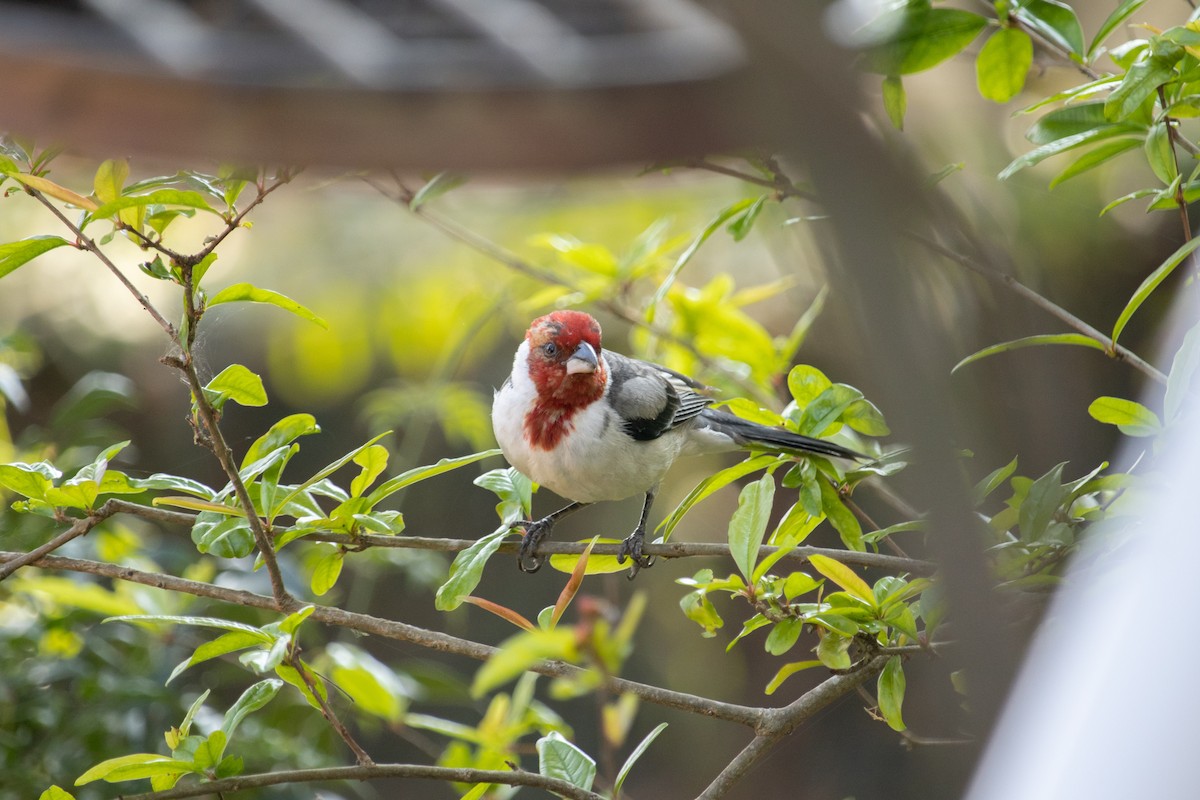 Red-cowled Cardinal - ML600495461