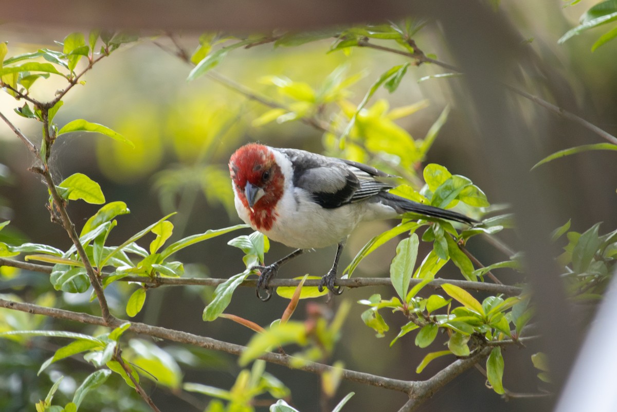 Red-cowled Cardinal - ML600495501