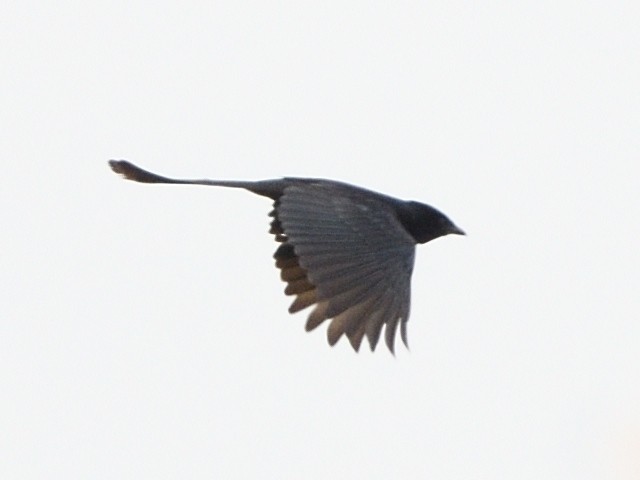 svartdrongo - ML600495551