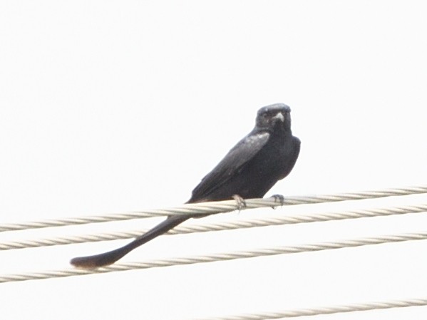 svartdrongo - ML600495561