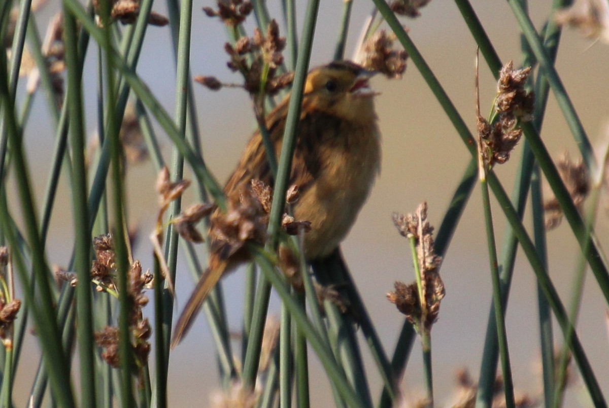 Nelson's Sparrow - ML600496281