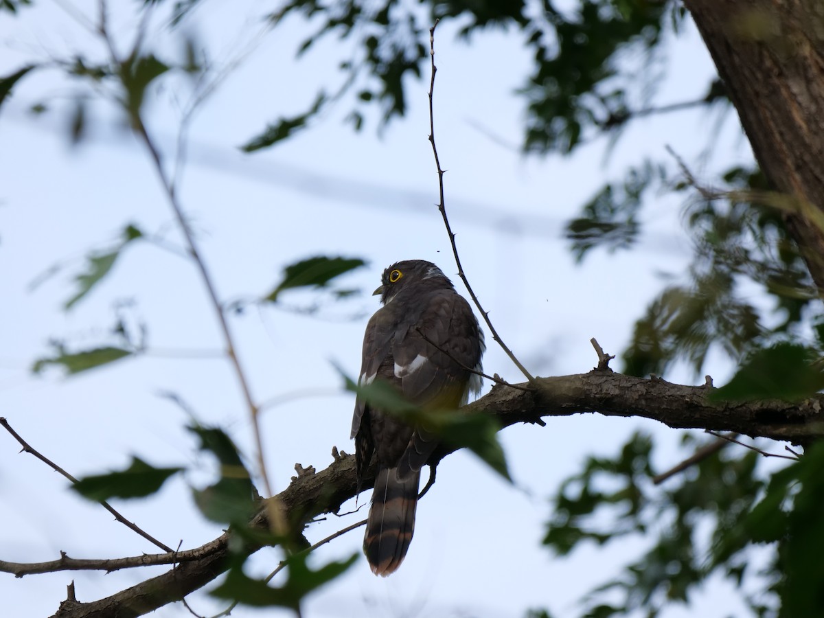 Northern Hawk-Cuckoo - guangfeng Shao