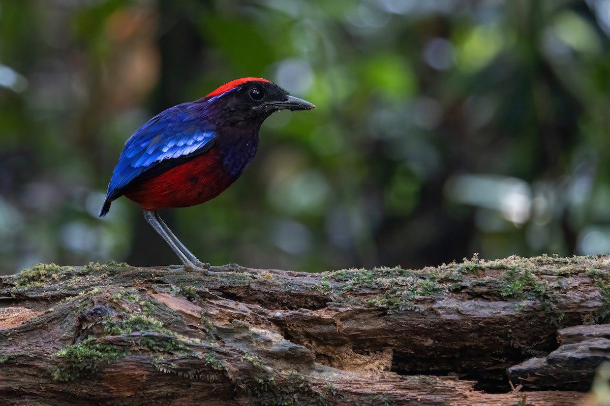 Garnet Pitta - Muangpai Suetrong