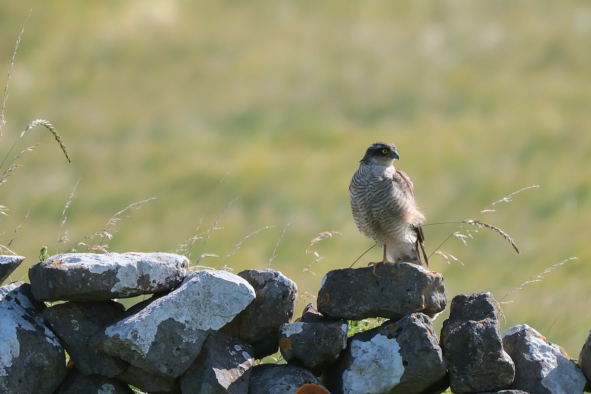 Eurasian Sparrowhawk - ML600497281