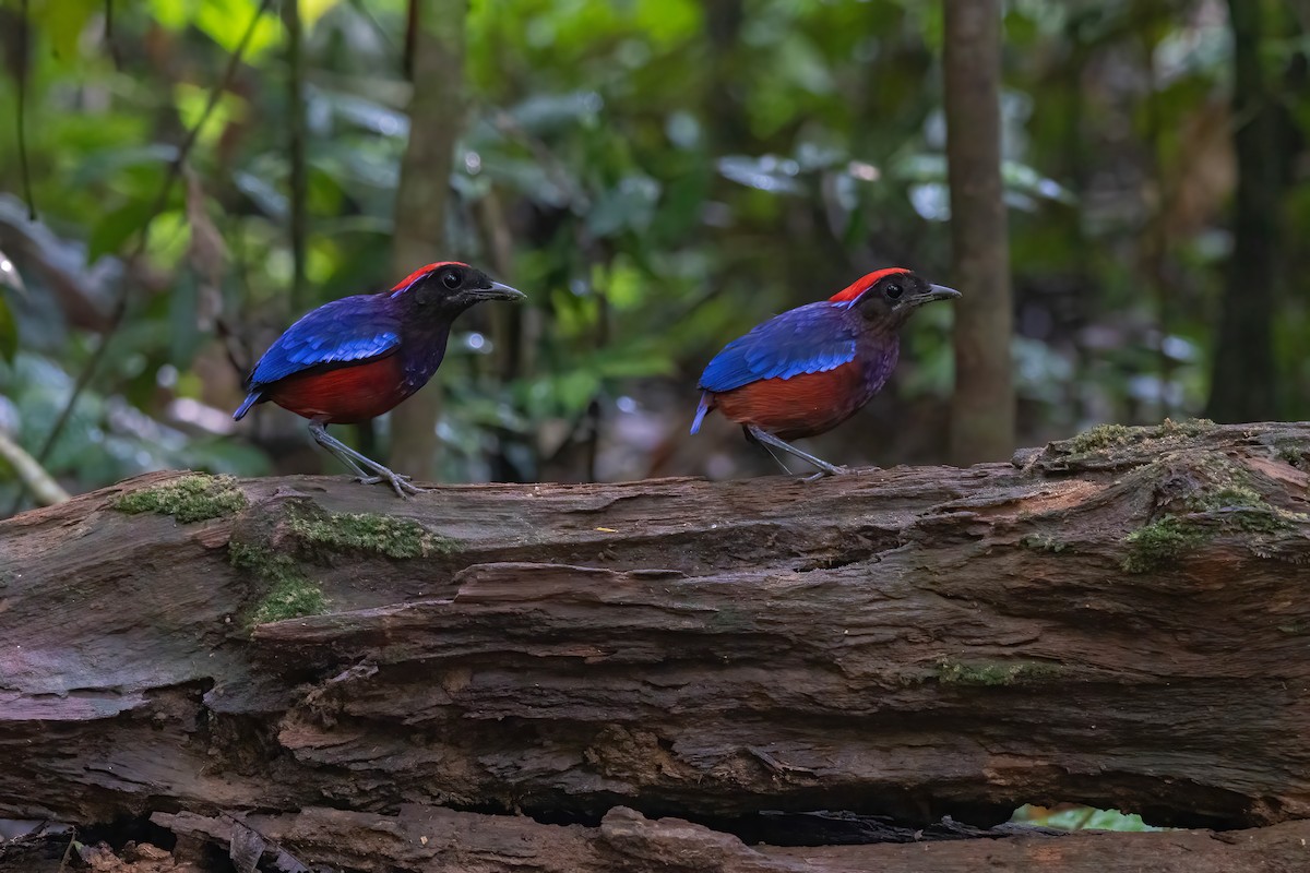 Garnet Pitta - Muangpai Suetrong