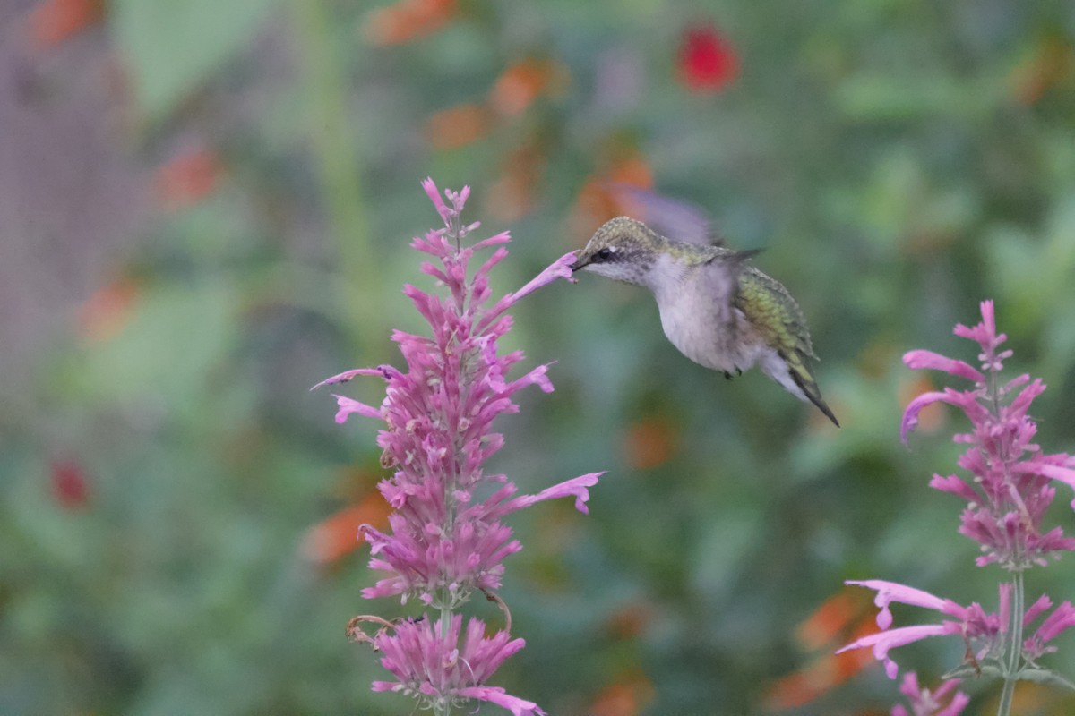 Ruby-throated Hummingbird - ML600497921