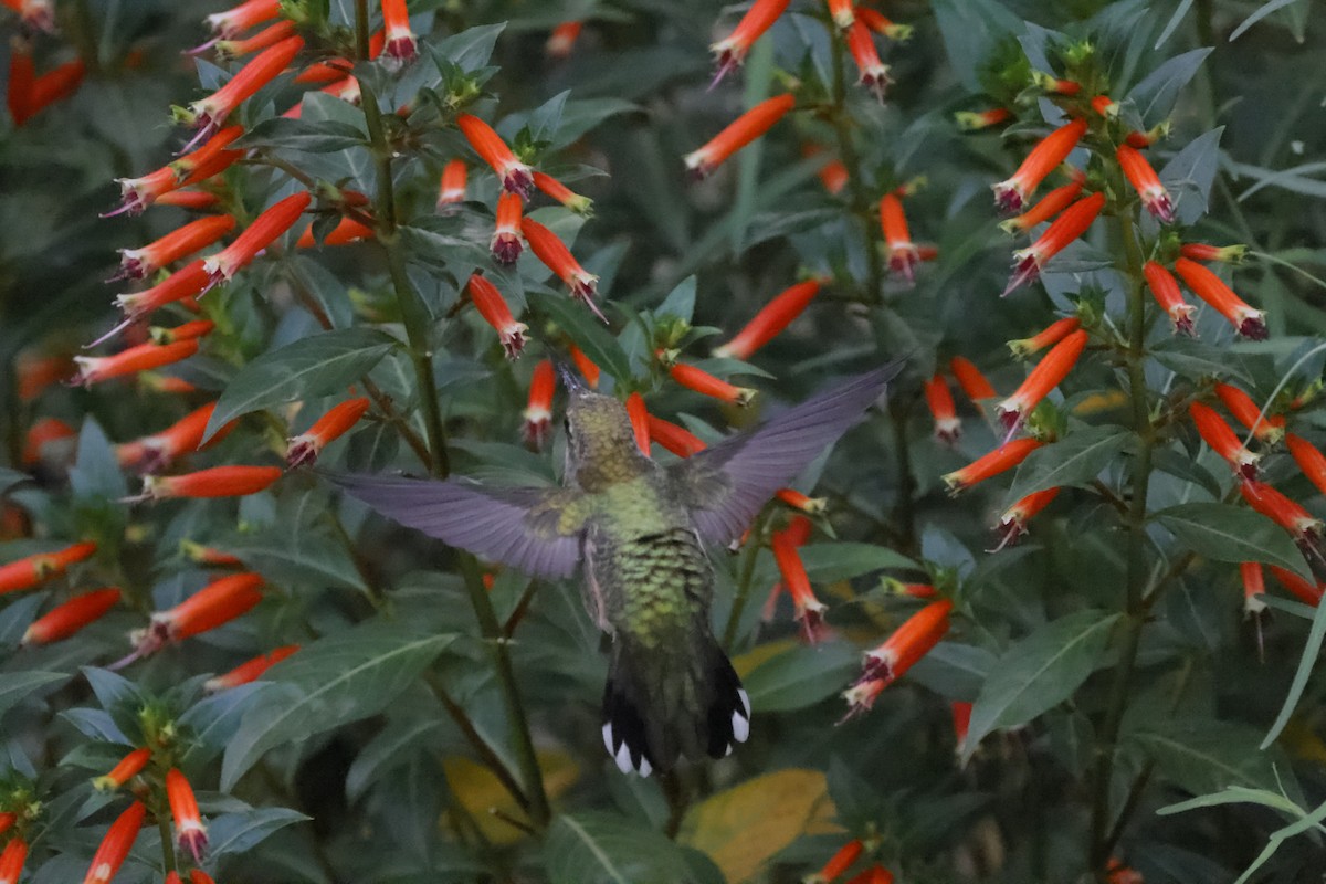 Ruby-throated Hummingbird - ML600497931