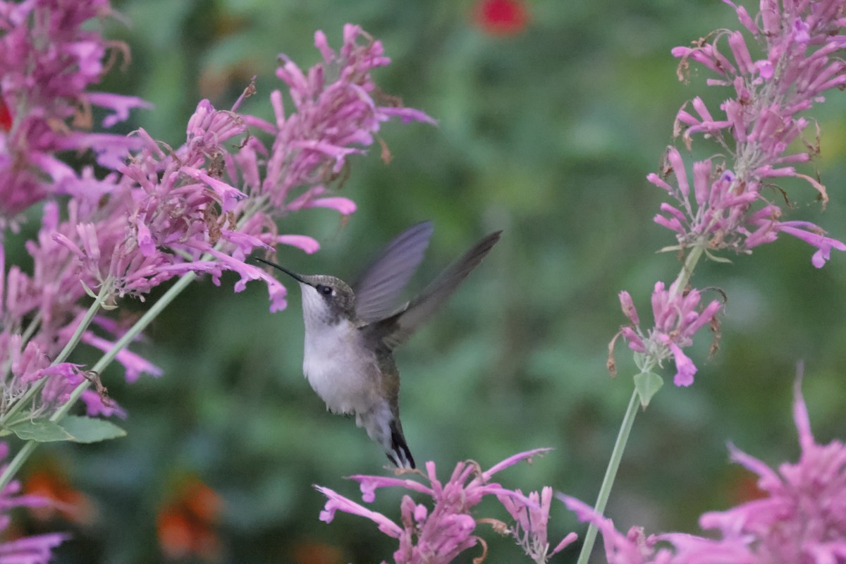 Ruby-throated Hummingbird - ML600497961