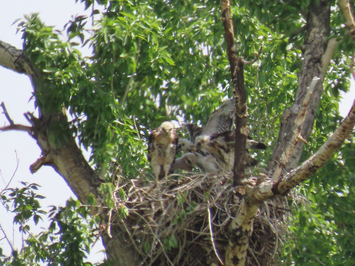 Red-tailed Hawk - ML600498241