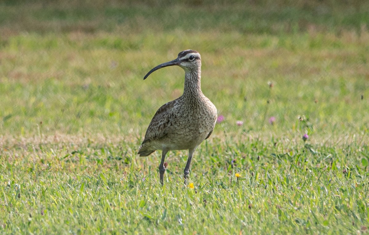 Whimbrel - Gale VerHague