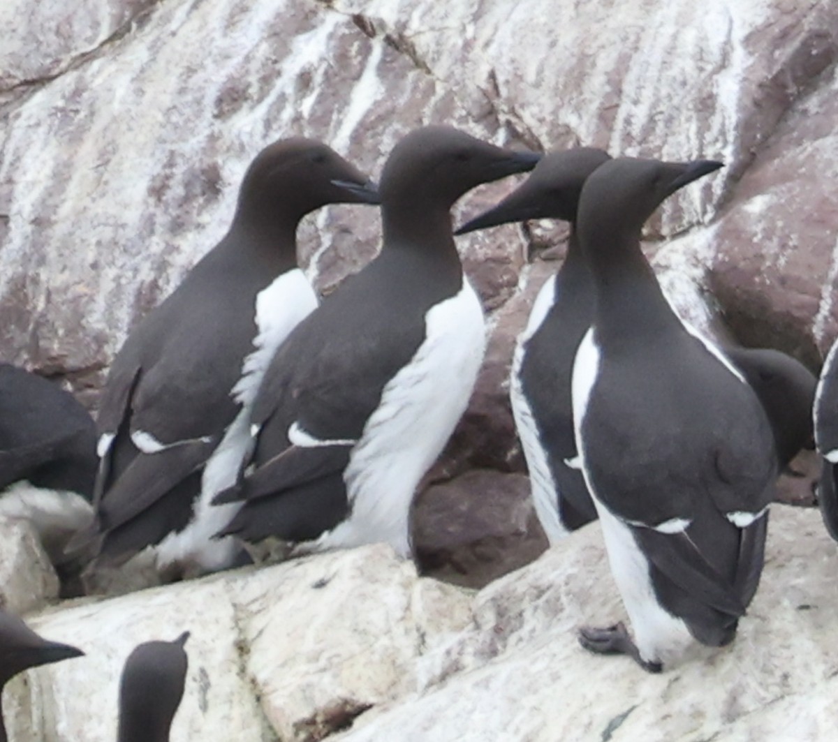 Thick-billed x Common Murre (hybrid) - ML600499301