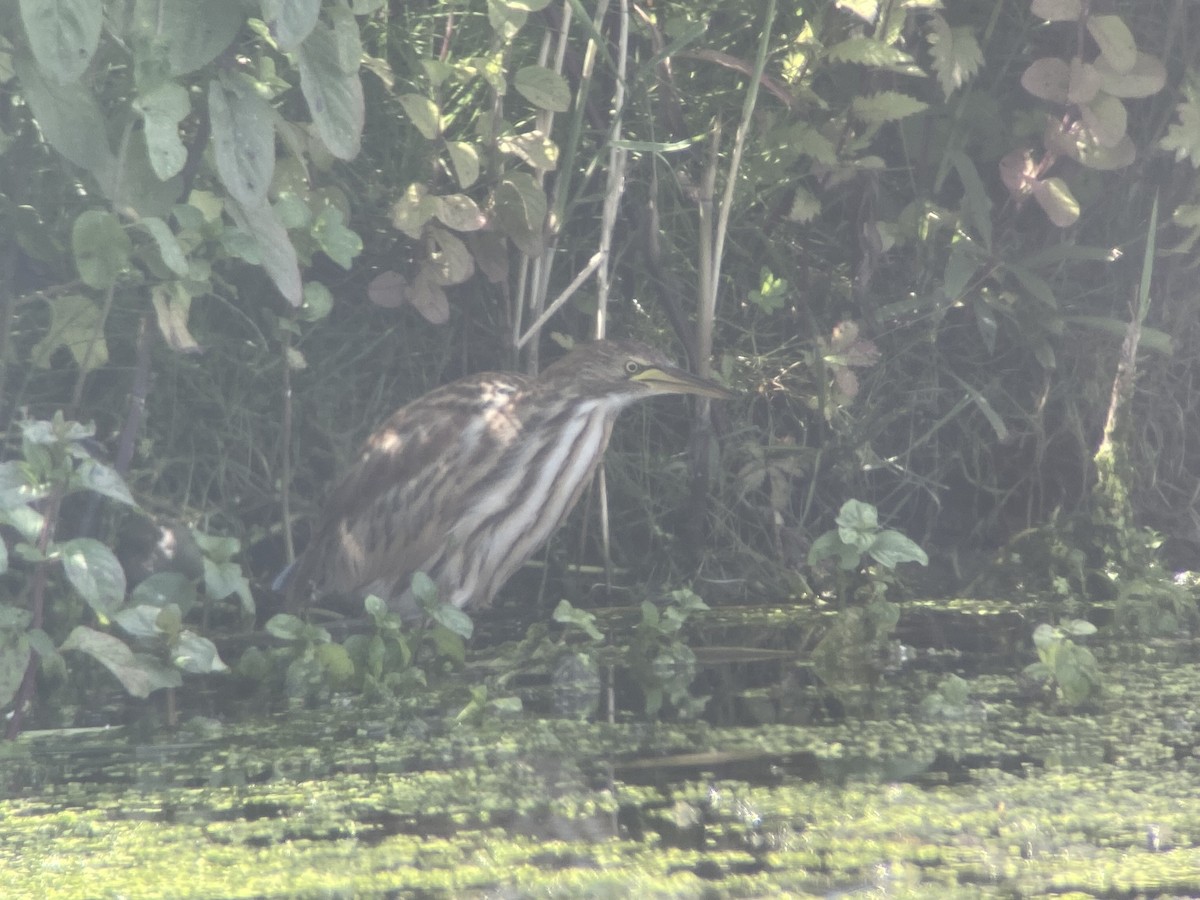 Little Bittern - ML600500281