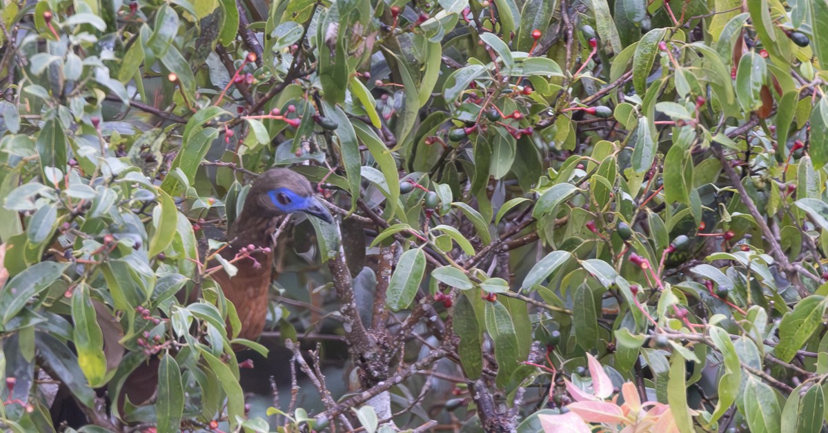 Sickle-winged Guan - ML600500451