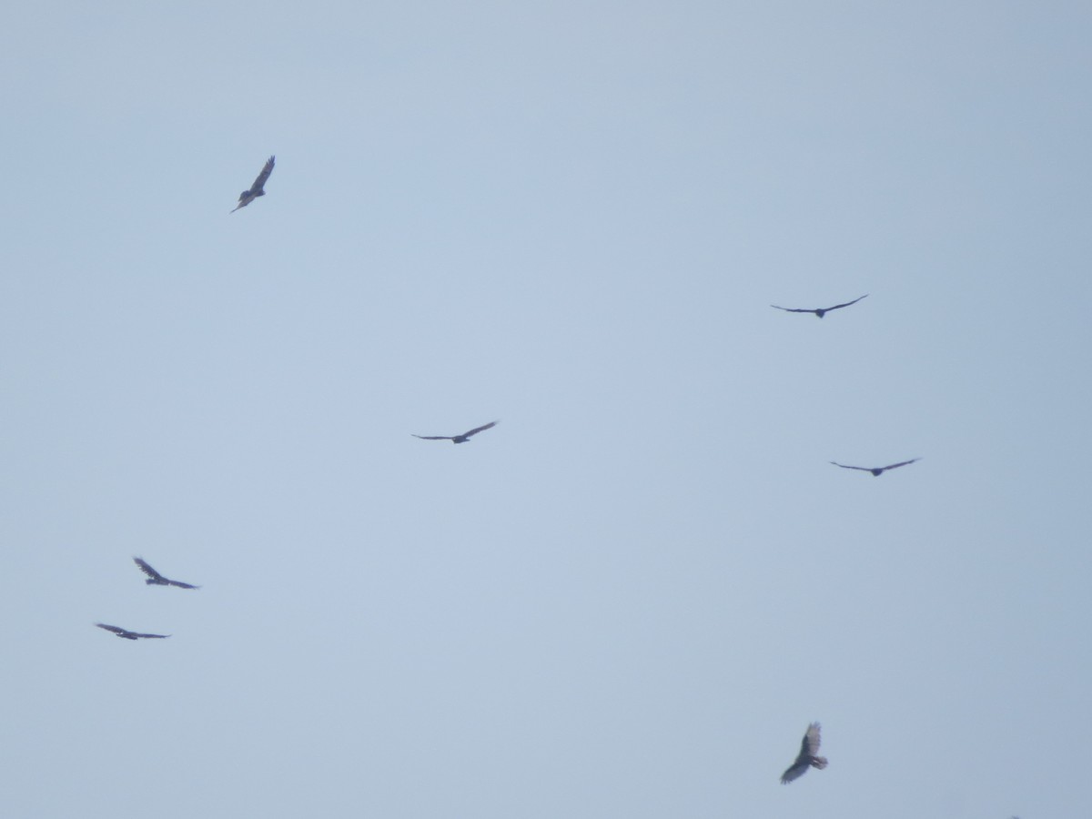 Zopilote indioilarra - ML600500511