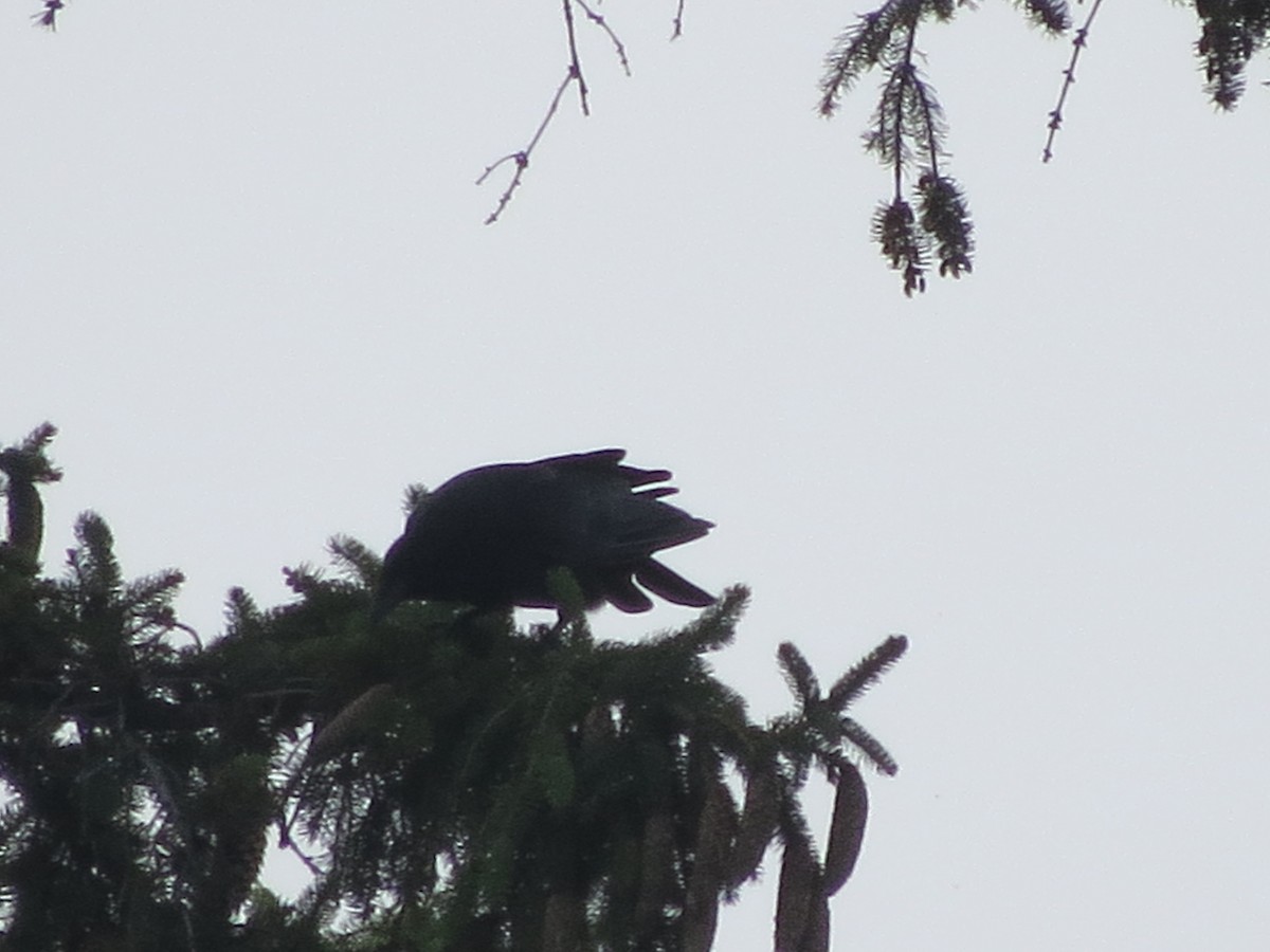 American Crow - ML600500611