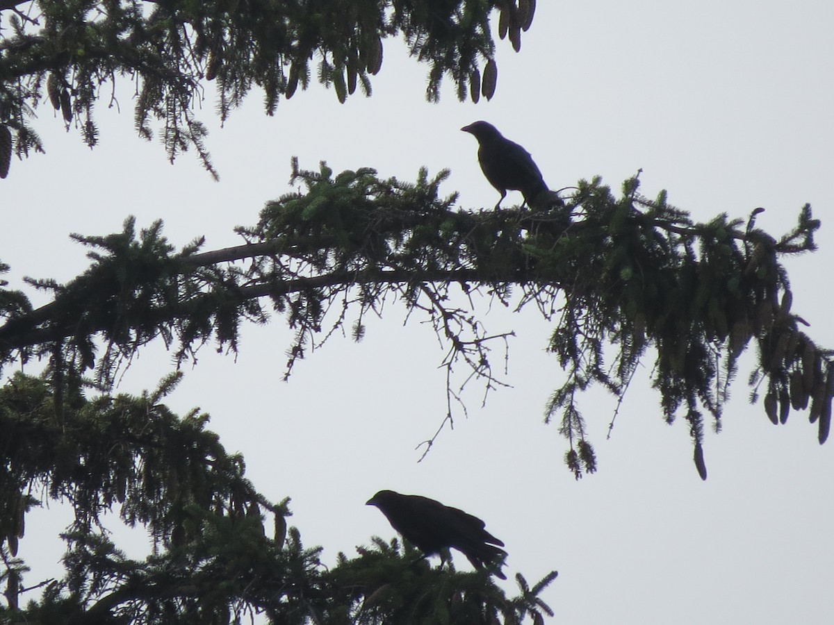 American Crow - ML600500621