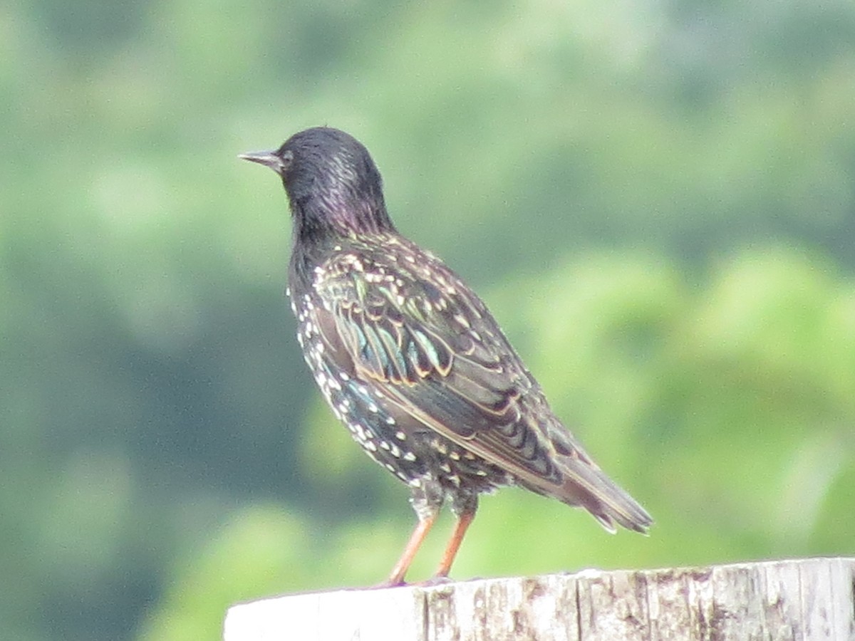 Arabazozo pikarta - ML600500661