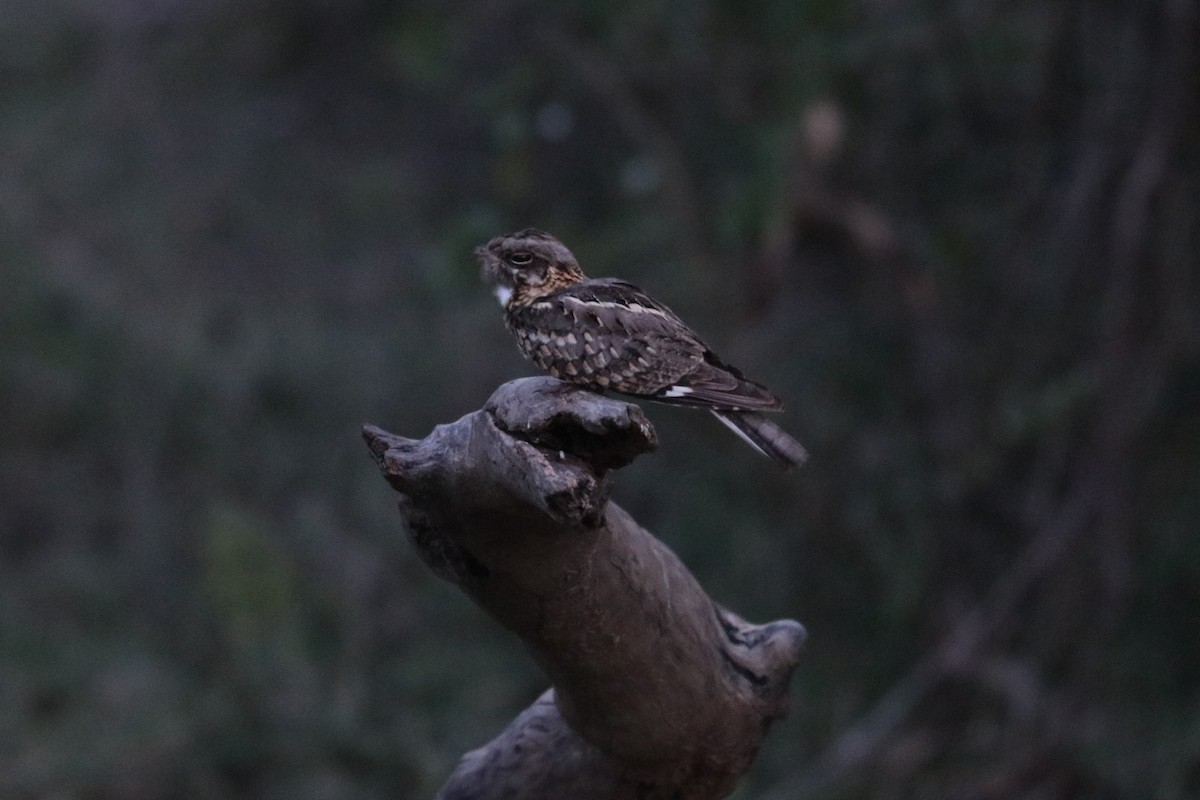 Indian Nightjar - ML600501061