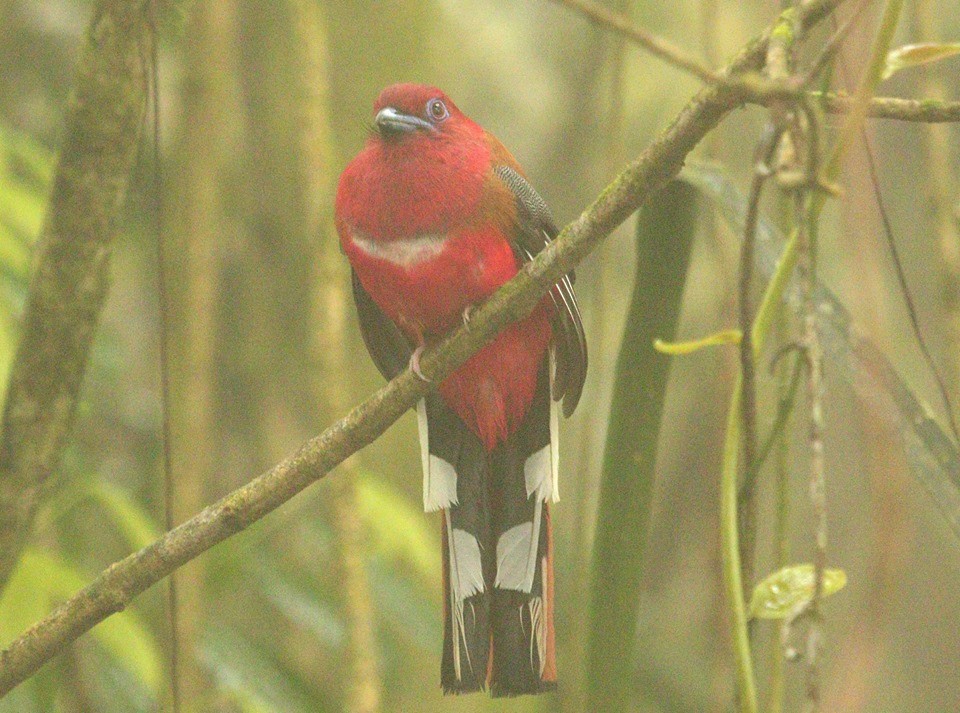 Red-headed Trogon - Gopi Krishna