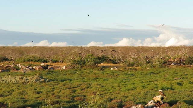 Magnificent Frigatebird - ML600502061