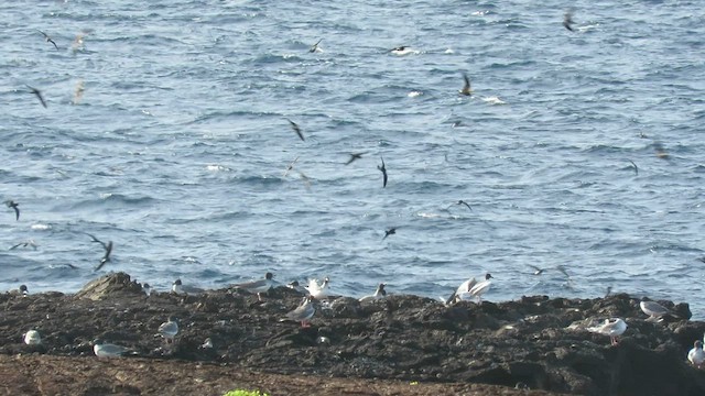 Wedge-rumped Storm-Petrel - ML600502301