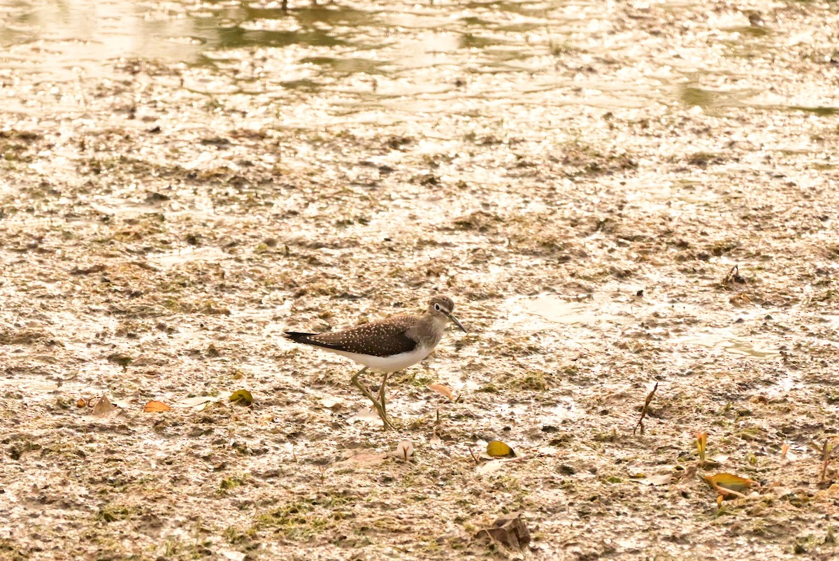 Solitary Sandpiper - ML600502321