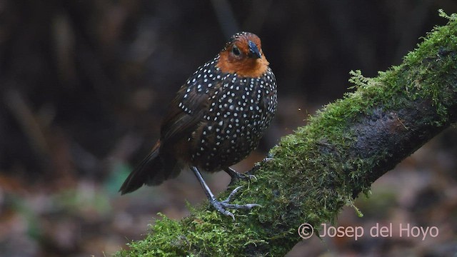 Ocellated Tapaculo - ML600502361