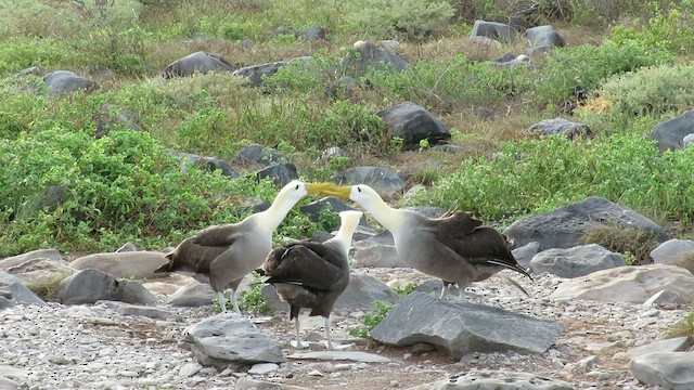 Albatros de Galápagos - ML600502811